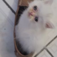 Persan blanc et himalayen #3