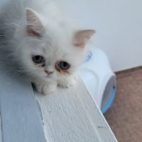 Persan blanc #1