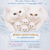 Persan blanc et himalayen #0