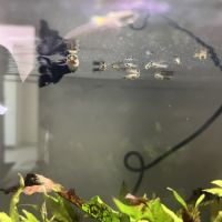 Juvénile guppy