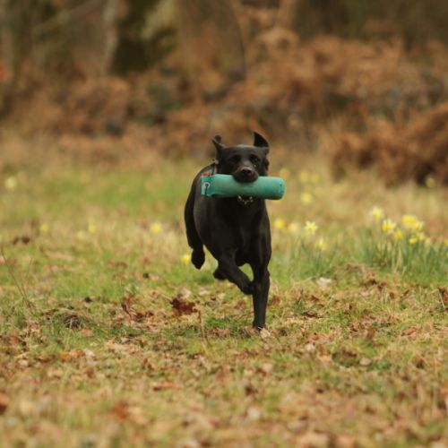 Chiot labrador lof #1