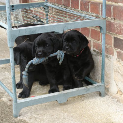 Chiot labrador lof