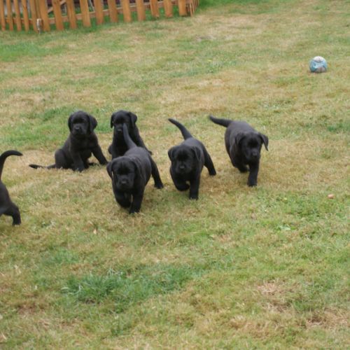 Chiot labrador lof #4