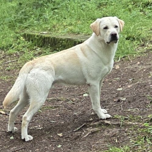 Chiot labrador lof #7