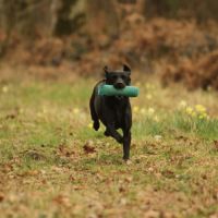 Chiot labrador lof #1
