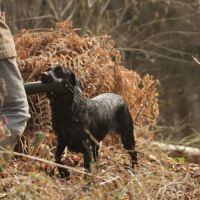 Chiot labrador lof #2