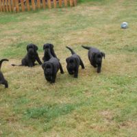 Chiot labrador lof #4