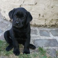 Chiot labrador lof #5