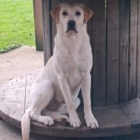 Chiot labrador lof #6