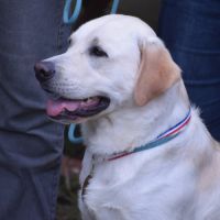 Chiot labrador lof #8