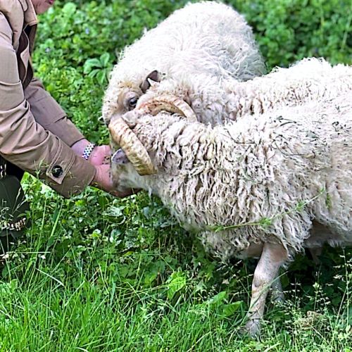 Moutons d’ouessant véritablement à donner pour éco #2