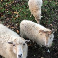 Moutons d’ouessant véritablement à donner pour éco #0
