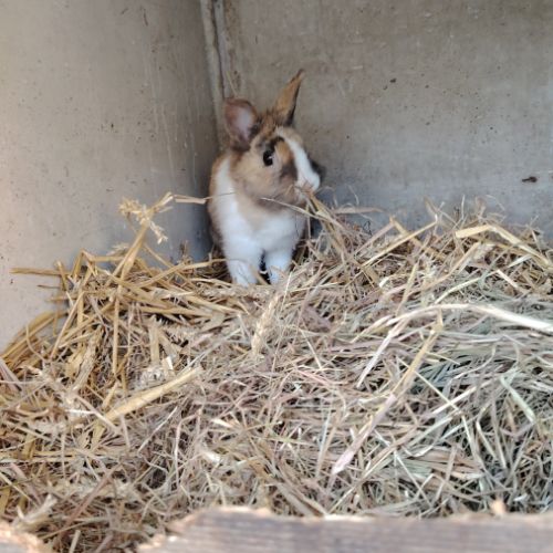 Lapin nain femelle #2