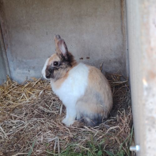 Lapin nain femelle