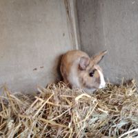 Lapin nain femelle #1