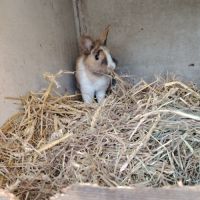 Lapin nain femelle #2