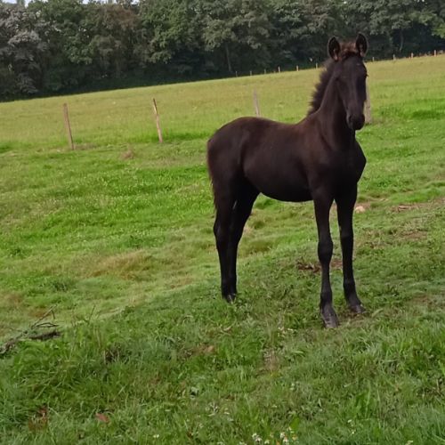 Frison a vendre