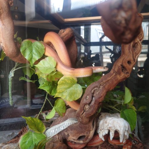 Bonne affaire ! deux serpents des blés femelles