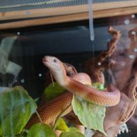 Bonne affaire ! deux serpents des blés femelles #2