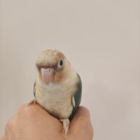 Conure de molina turquoise cinnamon eam #4
