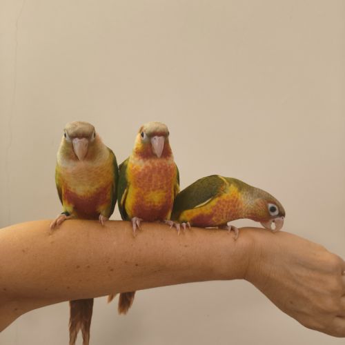 Conure de molina ananas eam #1