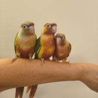 Conure de molina ananas eam