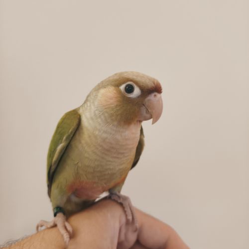 Conure de molina cinnamon eam #0