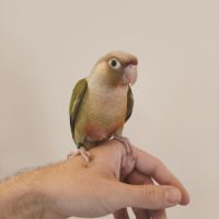 Conure de molina cinnamon eam #1