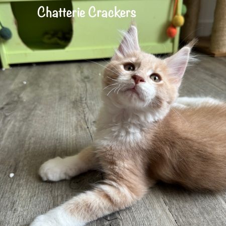 Superbes maine coon loof disponibles #3