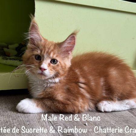 Superbes maine coon loof disponibles #5