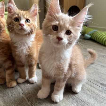 Superbes maine coon loof disponibles #6