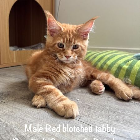 Superbes maine coon loof disponibles #7