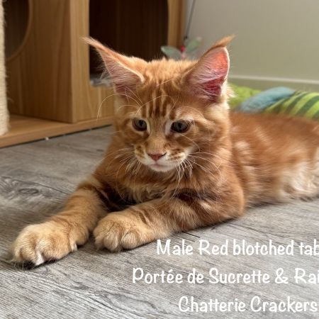 Superbes maine coon loof disponibles