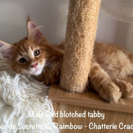 Superbes maine coon loof disponibles #9
