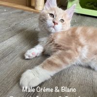 Superbes maine coon loof disponibles #1