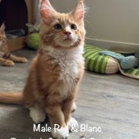 Superbes maine coon loof disponibles #2
