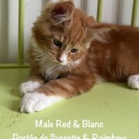Superbes maine coon loof disponibles #4