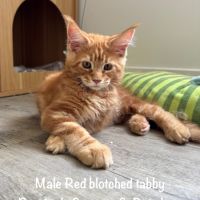 Superbes maine coon loof disponibles #7