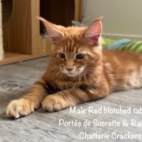 Superbes maine coon loof disponibles #0