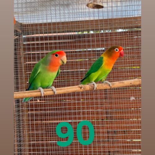 Couple inséparables élevées en volières ex