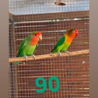 Couple inséparables élevées en volières ex