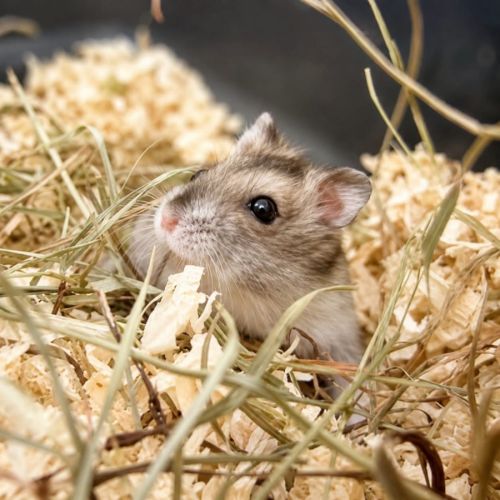Plusieurs bebes hamsters