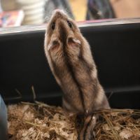 Plusieurs bebes hamsters #1
