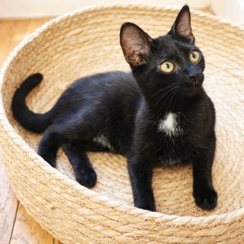 Chaton sirius #0