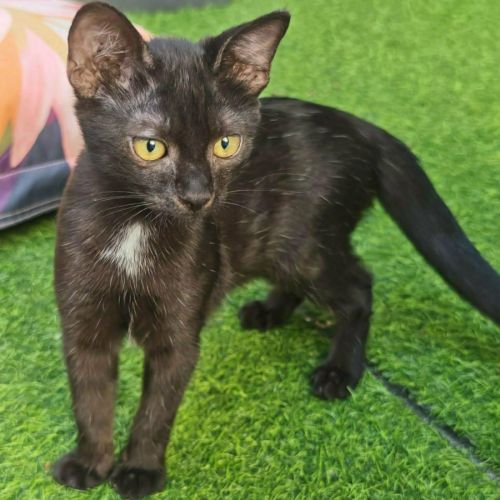 Chaton sirius #4