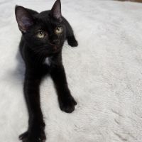 Chaton sirius #1