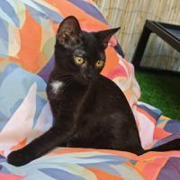 Chaton sirius #5