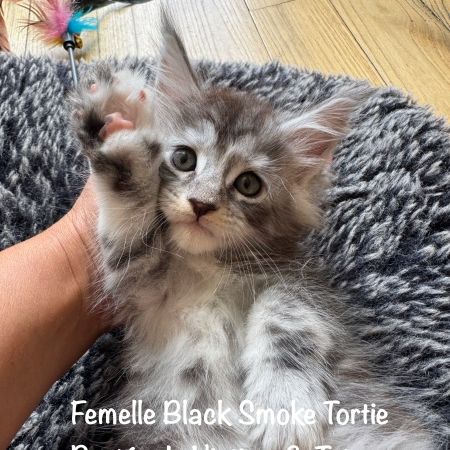 Superbes maine coon femelle black smoke loof #1
