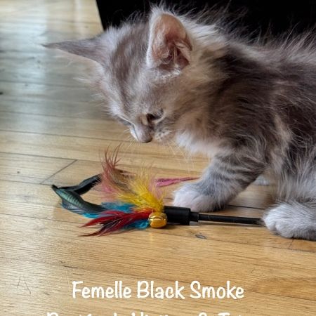 Superbes maine coon femelle black smoke loof