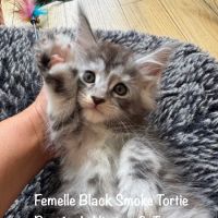 Superbes maine coon femelle black smoke loof #1